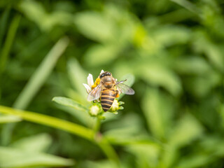 Close-up of honey bee pollinating on flower