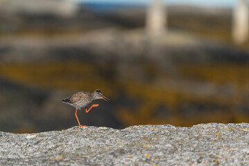 The common redshank or simply redshank (Tringa totanus)