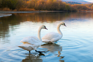 white swans group on the lake swim well under the bright sun