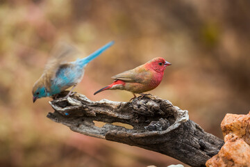 Blue-breasted Cordonbleu and Red billed Firefinch standing on a log in Kruger National park, South Africa ; Specie Uraeginthus angolensis and Lagonosticta senegala family of Estrildidae