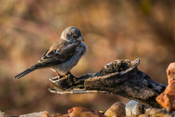 Southern Grey-headed Sparrow standing in a log in Kruger National park, South Africa ; Specie family Passer diffusus of Passeridae