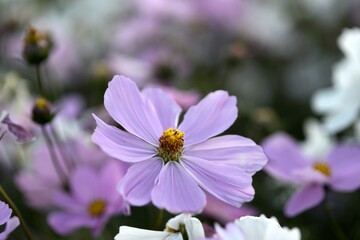 코스모스, 추억, 가을, 과거, 꽃, 자연