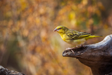 Village weaver standing on a log with fall colors background in Kruger National park, South Africa ; Specie Ploceus cucullatus family of Ploceidae