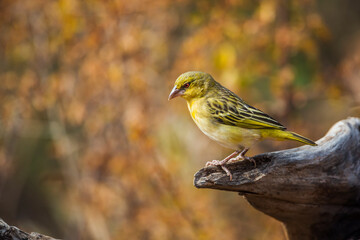 Village weaver standing on a log with fall colors background in Kruger National park, South Africa ; Specie Ploceus cucullatus family of Ploceidae
