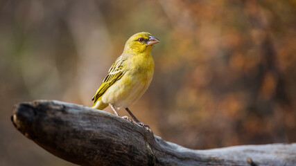 Village weaver standing on a log with fall colors background in Kruger National park, South Africa ; Specie Ploceus cucullatus family of Ploceidae