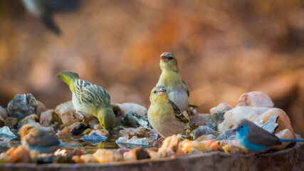 Three Village weaver bathing and drinking at waterhole in Kruger National park, South Africa ; Specie Ploceus cucullatus family of Ploceidae