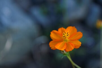 코스모스, 색감, 주황, 가을, 꽃