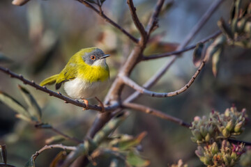 Yellow breasted Apalis standing in shrub in Kruger National park, South Africa; specie Apalis flavida family of Cisticolidae