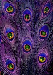 Gordijnen Bright blue and purple peacock feathers in a full frame image in a trendy design © Elles Rijsdijk