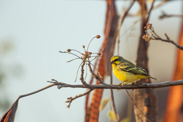 Yellow fronted Canary standing on a branch with natural backgrounc in Kruger National park, South Africa ; Specie Crithagra mozambica family of Fringillidae