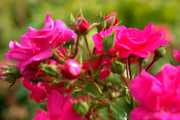 Pinke Rosenblüten 23.9.2020