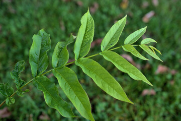 Nahaufnahme einer kleinen Pflanze 23.9.2020