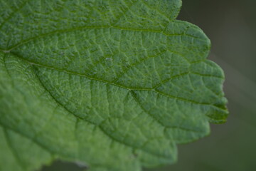 잎사귀, 초록, 근접, 매크로, 자연