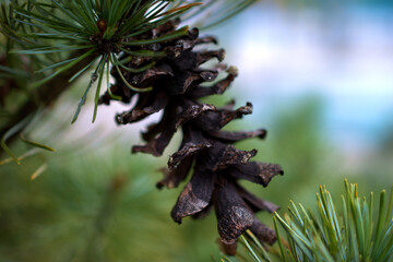 Tannenzapfen Nahaufnahme 23.9.2020