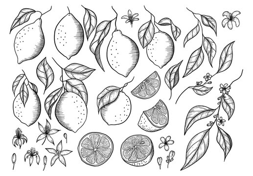 Hand drawn vector lemon illustration. Isolated black linework lemons clipart. Lemons elements set. Graphic lemons.