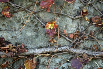 바위에 있는 덩굴식물, 가을