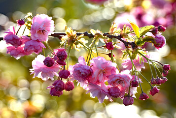 Pink blossom on a cherry tree