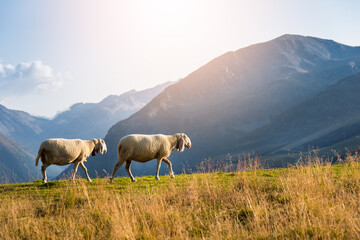 Two sheep walking up a meadow at sunset in the Italian Alps