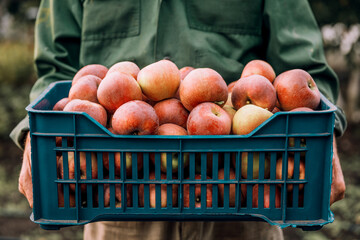 Farmer with freshly picked apples in a plastic box. Concept of agriculture and horticulture