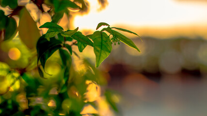 A blurred abstract background view of the rising sun, the horizon and the constantly blowing leaves...