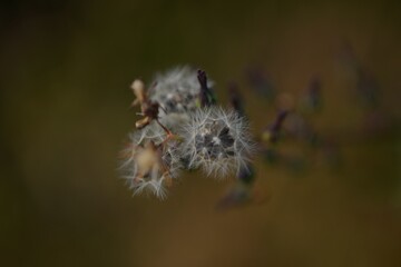 가을, 부드러운, 들판, 식물, white,  wild plant, 