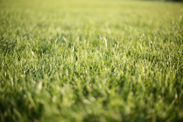 Green grass background in sunny summer day