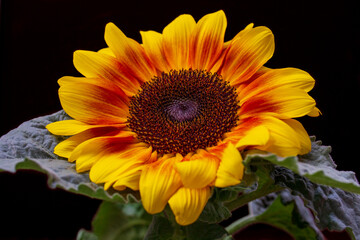 Obraz premium Portrait of sunflower on the black background