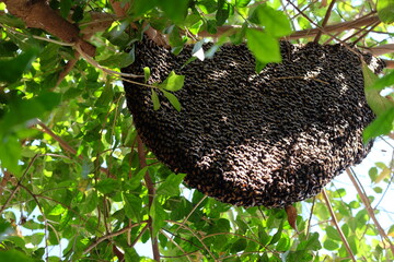 Bees make large nests on trees to find nectar from flowers.