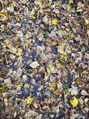 Autumn Flooring