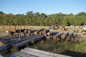 Piled up felled logs and an old cart in a clearing in the forest of the Dutch dunes near the village of Bergen in autumn. Netherlands, November