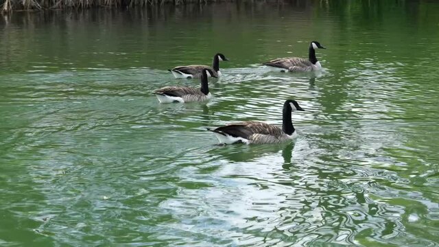 Brent geese swimming on green water, wild geese in the rural river