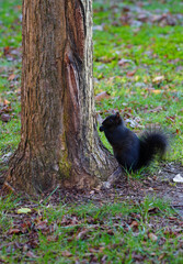 View of a black squirrel