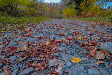 autumn leaves on the ground in the forest across autumnal trees and nature. Autumn mood. 