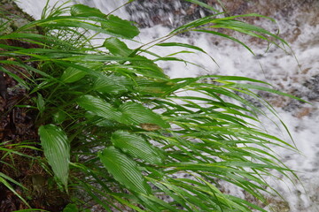 流れのそばのギボウシの葉