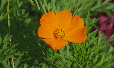Various flowers that grow in Berastagi, North Sumatera, Indonesia