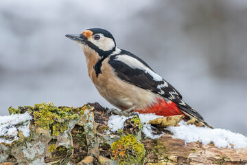 Buntspecht (Dendrocopos major) Weibchen
