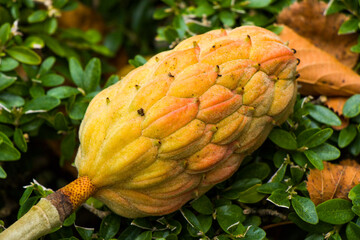 Fruit of an evergreen magnolia Magnolia Grandiflora