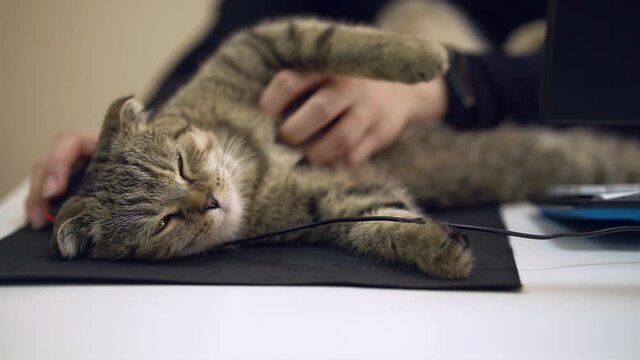 A cat lies on the computer table&nbsp;and interferes with work.