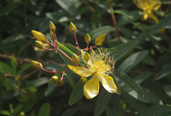 Various flowers that grow in Berastagi, North Sumatera, Indonesia