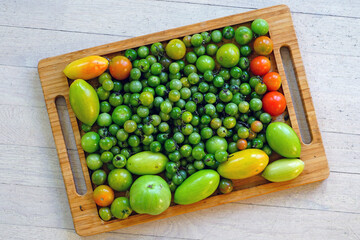 Tray of green and red tomatoes just picked from the garden