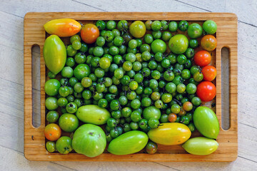 Tray of green and red tomatoes just picked from the garden