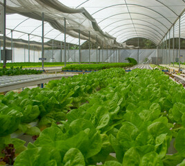 View of a Hydroponics lettuce farm