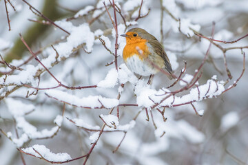 Rotkehlchen (Erithacus rubecula)