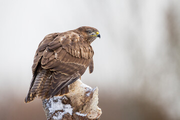 Mäusebussard (Buteo buteo)