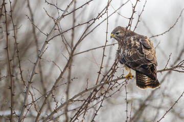 Mäusebussard (Buteo buteo)