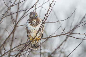 Mäusebussard (Buteo buteo)