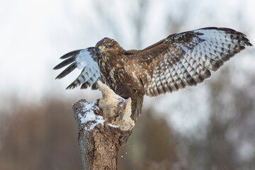 Mäusebussard (Buteo buteo)