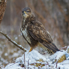 Mäusebussard (Buteo buteo)