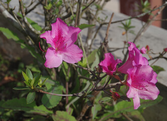Various flowers that grow in Berastagi, North Sumatera, Indonesia