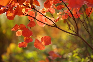 Autumnal red orange leaves on a tree branch in a magical sunny forest